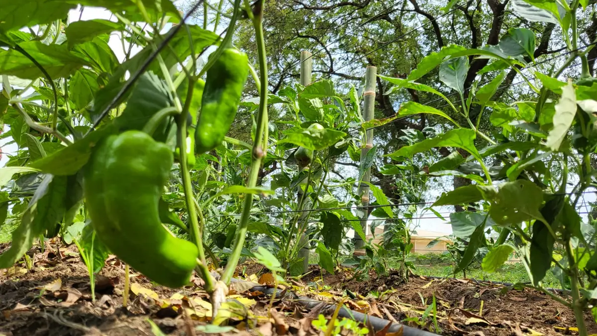 Productores de chiltoma reciben formación integral para mejorar cultivos