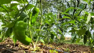 Productores de chiltoma reciben formación integral para mejorar cultivos