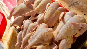 Producción de pollo en Nicaragua supera los 70 millones de libras