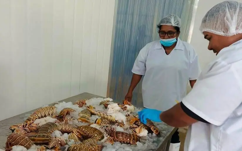 Nicaragua registra producción récord de Langosta en temporada 2024-2025