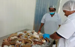 Nicaragua registra producción récord de Langosta en temporada 2024-2025