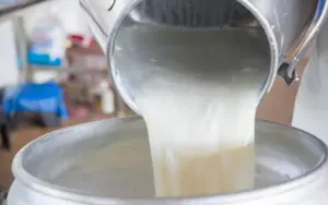 Sector lácteo de Nicaragua procesa 29.7 millones de galones de leche