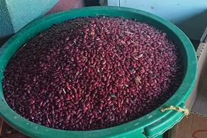 Frijol rojo avanza con éxito en el ciclo productivo 2024-2025