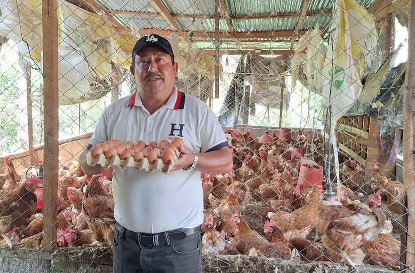 Producción de huevos alcanza 5.8 millones de cajillas en 2025
