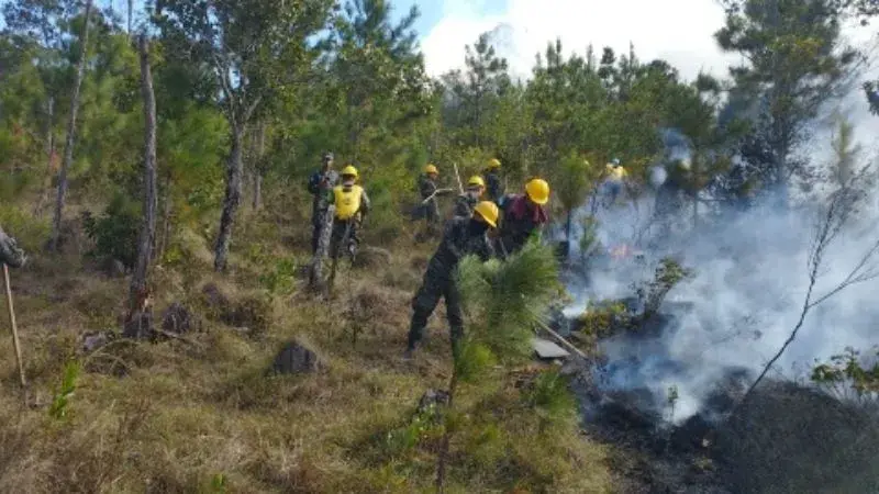 Incendios forestales arrasan con 4,700 hectáreas de bosque en Honduras