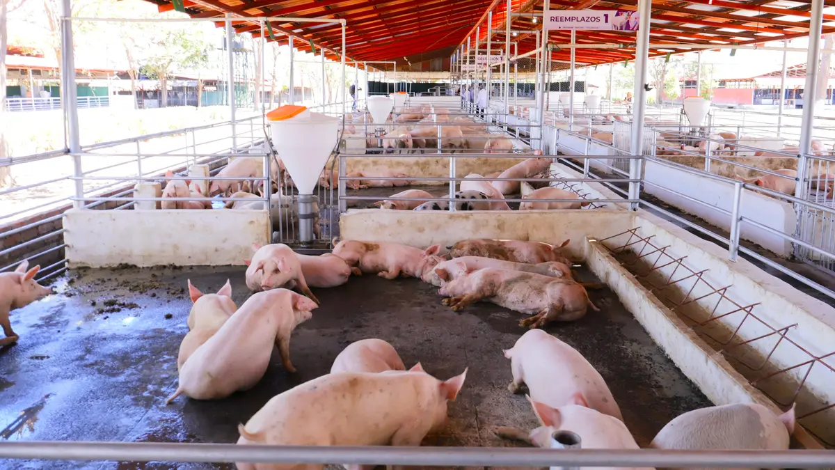 Nicaragua apuesta por la mejora genética en la producción porcina