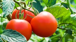 Producción de tomate garantizará abastecimiento y precios justos