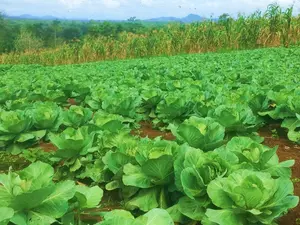 Cultivo de repollo registra un crecimiento Sostenido: 4.45 millones de unidades