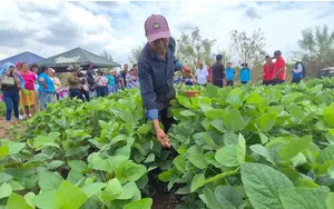 Tecnología agrícola al servicio del campo: Resultados de variedad de soya en Chinandega