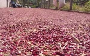 Nicaragua alcanza 1.37 millones de quintales en la cosecha de frijol rojo de apante