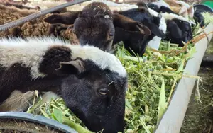 INTA impulsa más producción de leche y carne con forraje hidropónico