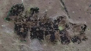 Descubren bosque fósil de 260 millones de años en Brasil