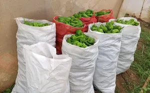 Producción de chiltoma supera los 30 mil quintales este abril