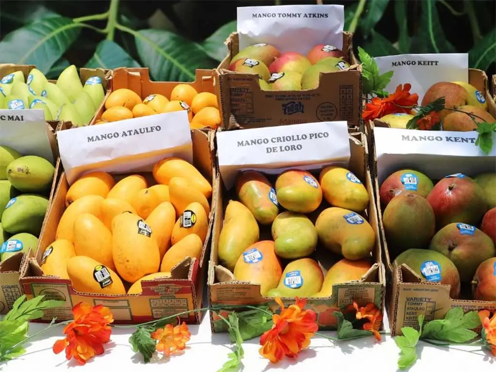 Fruta y desarrollo: Festival del Mango impulsa economía productiva