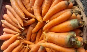 Productores fortalecen la seguridad alimentaria con cosecha nacional de zanahoria