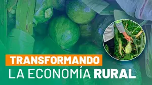 Cultivo de ayote impulsa la economía rural y asegura el abastecimiento