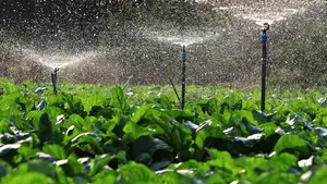 Nicaragua apuesta al agro como motor económico