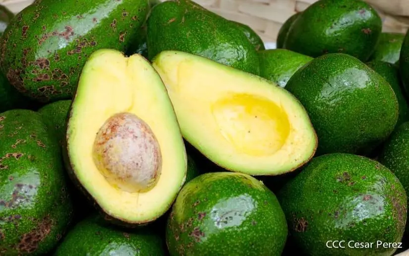 Modelo agrícola responsable da frutos en el cultivo de aguacate