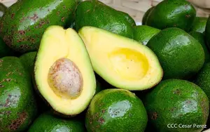 Modelo agrícola responsable da frutos en el cultivo de aguacate