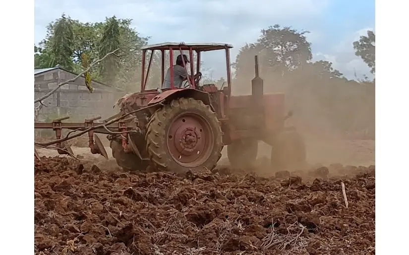 Nicaragua cultiva soberanía: se proyecta más de 274 mil manzanas de maíz