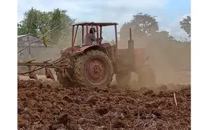 Nicaragua cultiva soberanía: se proyecta más de 274 mil manzanas de maíz