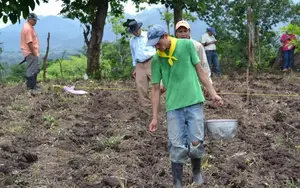 Nicaragua fortalece la soberanía alimentaria con impulso a la siembra de frijol rojo