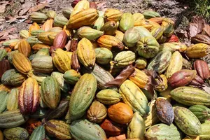 Productores de cacao proyectan cosecha de 213 mil quintales oro para ciclo 2024/2025