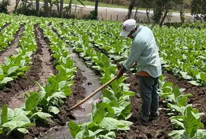 Producción de tabaco destaca en el norte durante ciclo 2024/2025