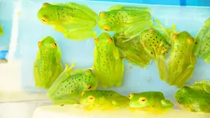 Nicaragua fortalece comercio responsable de fauna y productos marinos