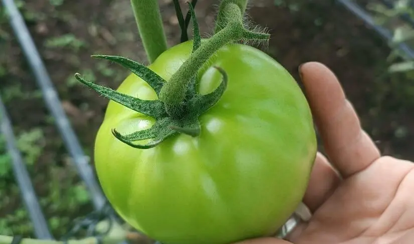 El campo nicaragüense impulsa cosecha de tomate para el consumo nacional