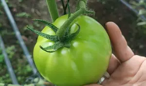 El campo nicaragüense impulsa cosecha de tomate para el consumo nacional