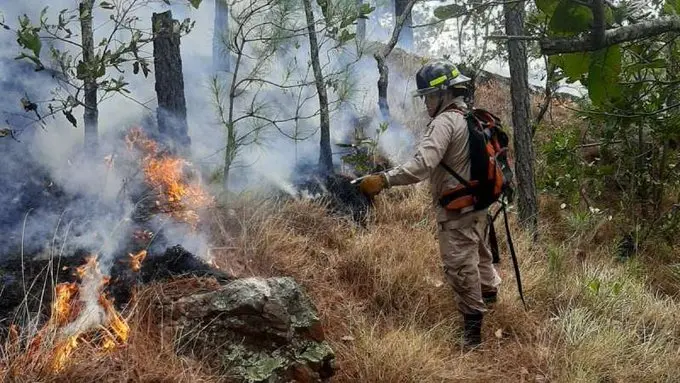 Honduras pierde miles de hectáreas de bosque por incendios