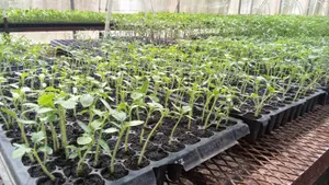 Nueva práctica mejora calidad de plántulas de chiltoma en Rivas