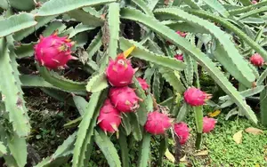 Familias productoras impulsan cultivo de 810 manzanas de pitahaya en mayo