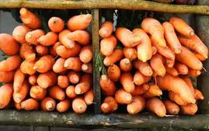 Productores esperan cosechar de 64 mil 632 quintales de zanahoria