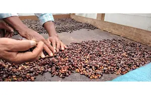 Producción nacional de café alcanza los 5.8 millones de quintales oreado