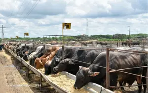 Nicaragua fortalece su presencia en el mercado ganadero regional