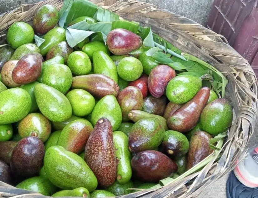 El pueblo cosecha dignidad: producción de aguacate sigue en alza