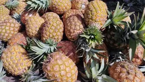 La piña impulsa el ingreso y emprendimiento de familias productoras