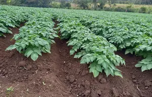 Producción de papa fortalecerá economía local en zonas del norte