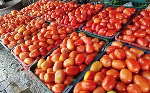 Producción de tomate en ascenso: 108 mil quintales estimados en junio
