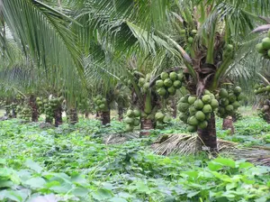 Producción de coco impulsa economía en la Costa Caribe Sur