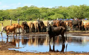 Gobierno fortalece acciones para proteger salud animal frente al gusano barrenador