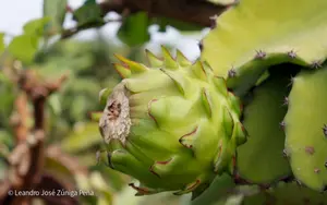 Pitahaya nicaragüense conquista mercados nacionales e internacionales