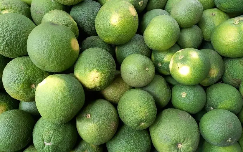 Naranja agria, un cultivo clave para la diversificación agrícola en Managua y Masaya