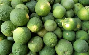 Naranja agria, un cultivo clave para la diversificación agrícola en Managua y Masaya