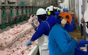 Producción de pollo en Nicaragua alcanza 212.9 millones de libras en 2025