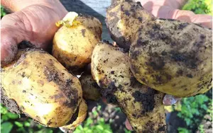 Familias productoras cosechan más de 60 mil quintales de papa en julio