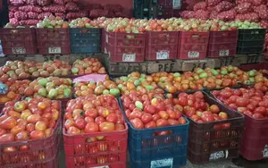 Alta producción de tomate fortalece ingresos de familias productoras