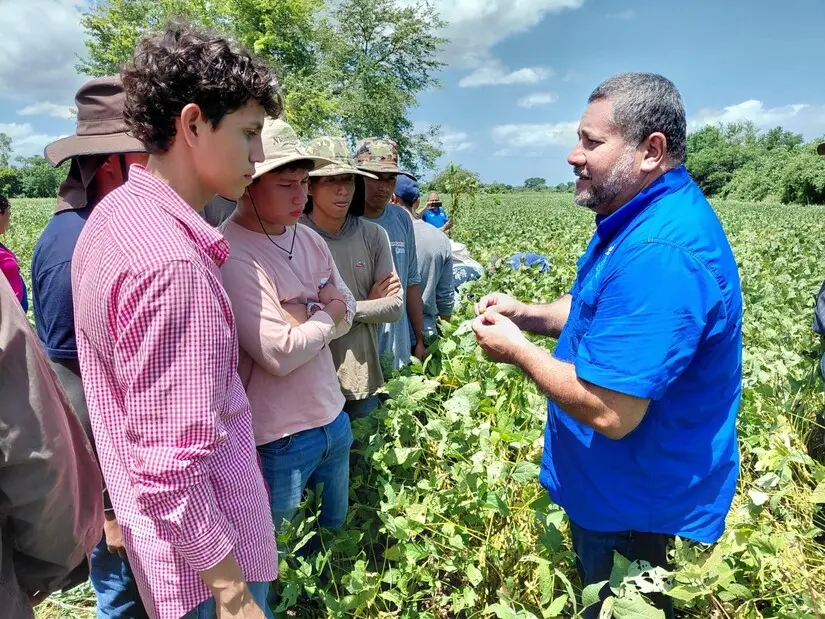 Desarrollan soya resistente y productiva para zonas de alto potencial